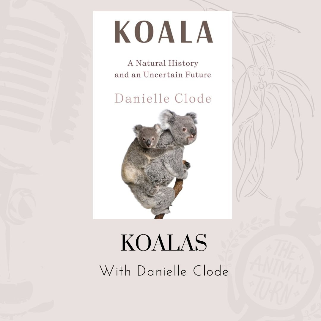 THE KOALA: A Natural History 【公式通販】